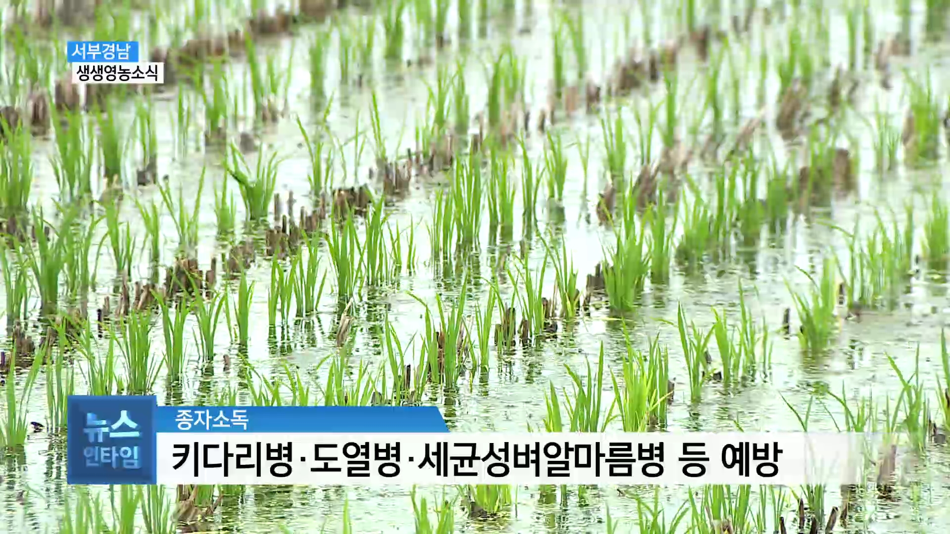 (섹션R) 생생영농소식 - 고품질 쌀 생산, 첫 단추가 중요! 사진