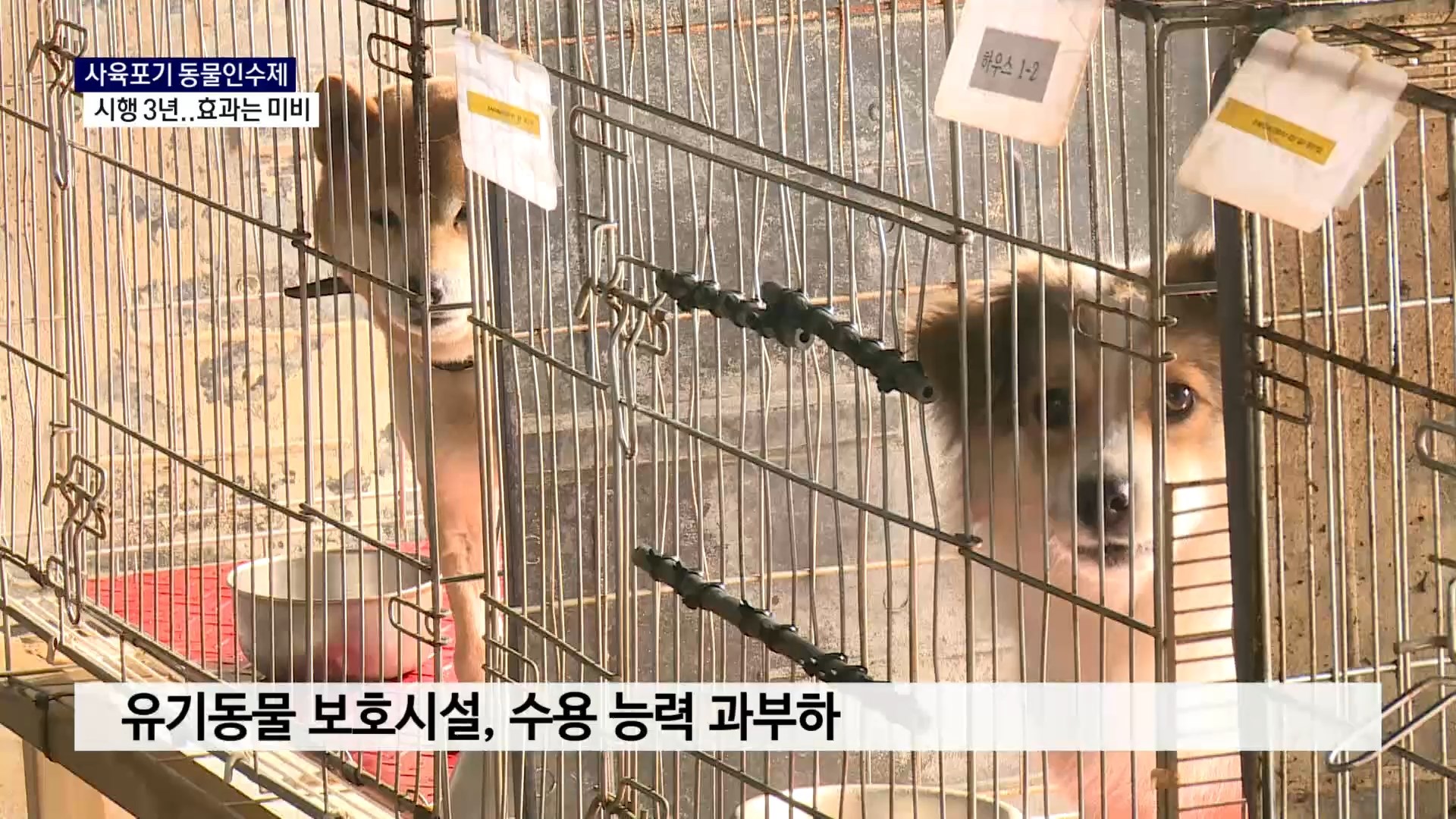 (R) 보호소 