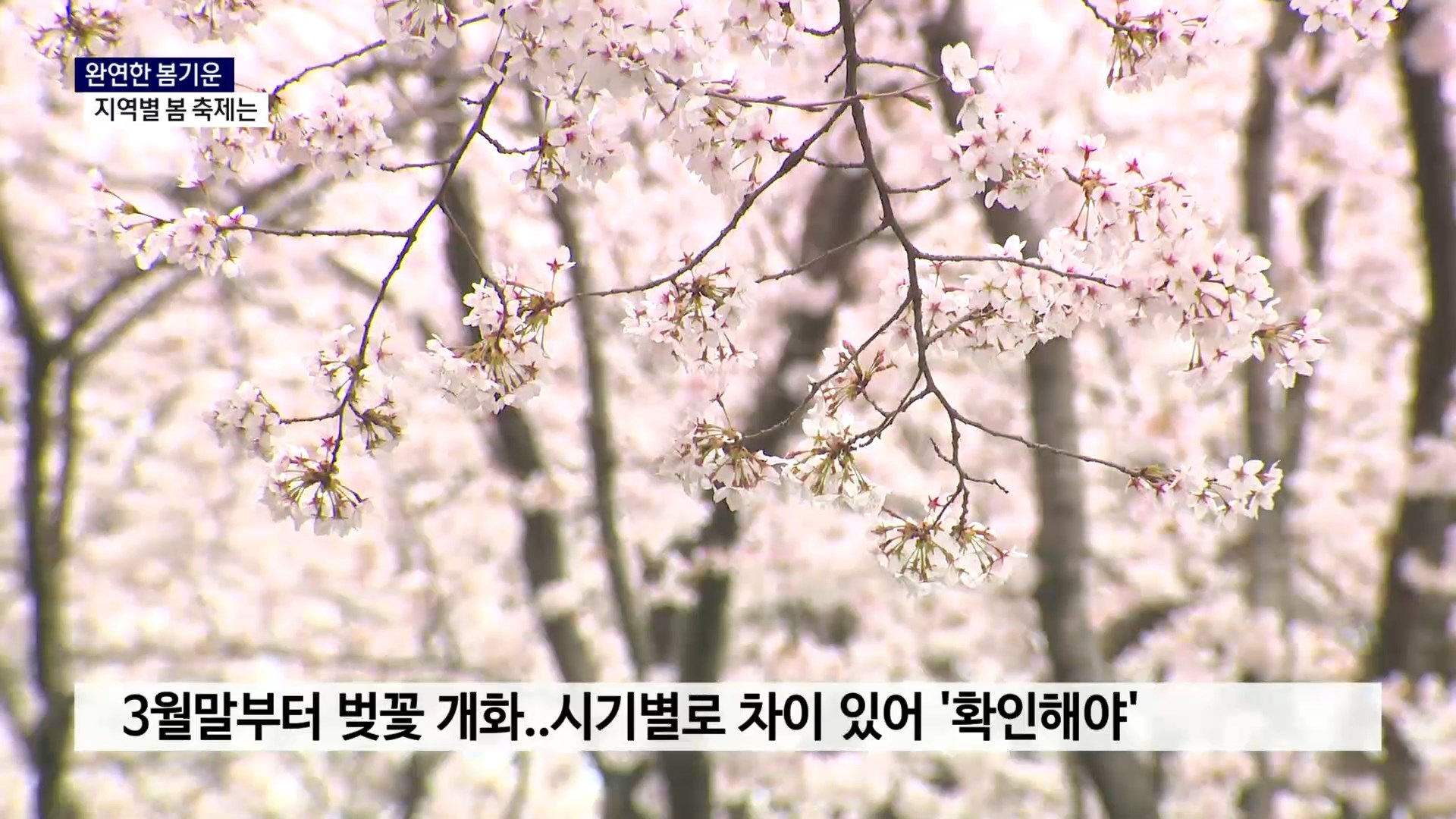 (R) 완연한 봄기운..지역별 봄 축제는 (C) 사진