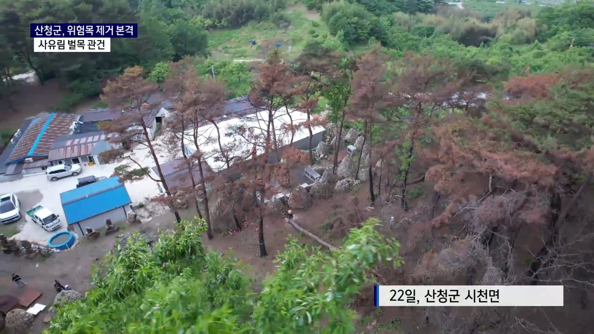 (R) 산청군 '위험목' 제거 본격..사유림 벌목 관건 사진