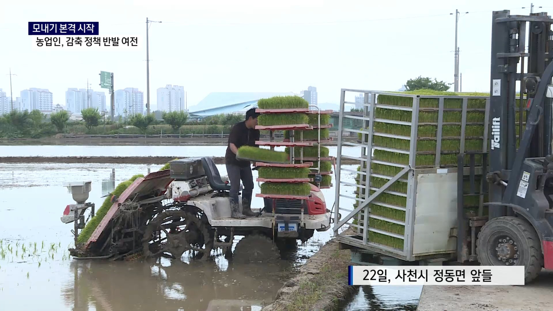 (R) 벼 면적 감축 현장서 외면..정책 바꿔야 사진