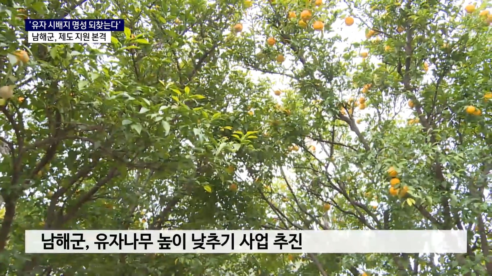 (R) '유자 시배지 명성 되찾는다' 사진
