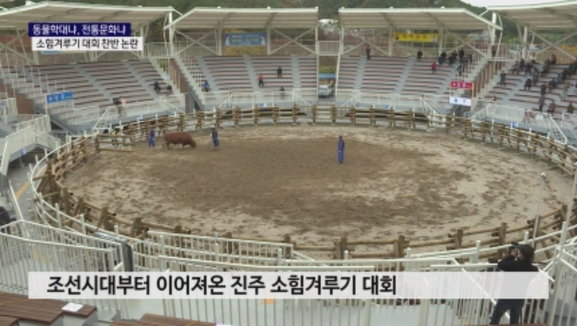 (R) '동물학대냐, 전통문화냐'..소힘겨루기대회 찬반 논란 사진