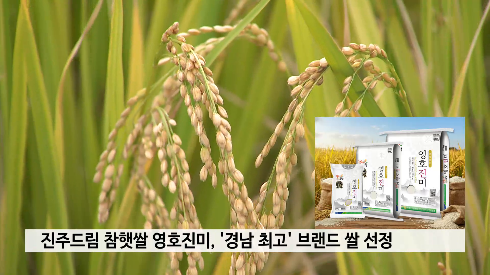 진주드림 참햇쌀 영호진미, '경남 최고' 브랜드 쌀 선정 사진