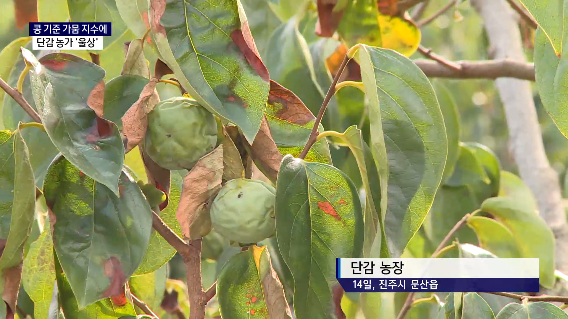 (R) '콩 기준 가뭄 지수'에 우는 단감 농가 사진