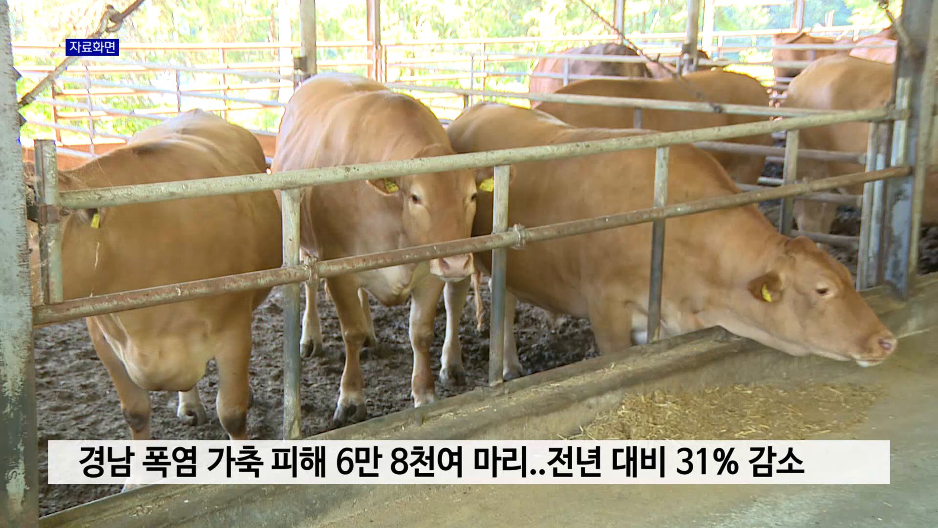 경남 폭염 가축 피해 6만 8천여 마리..전년 대비 31% 감소 사진