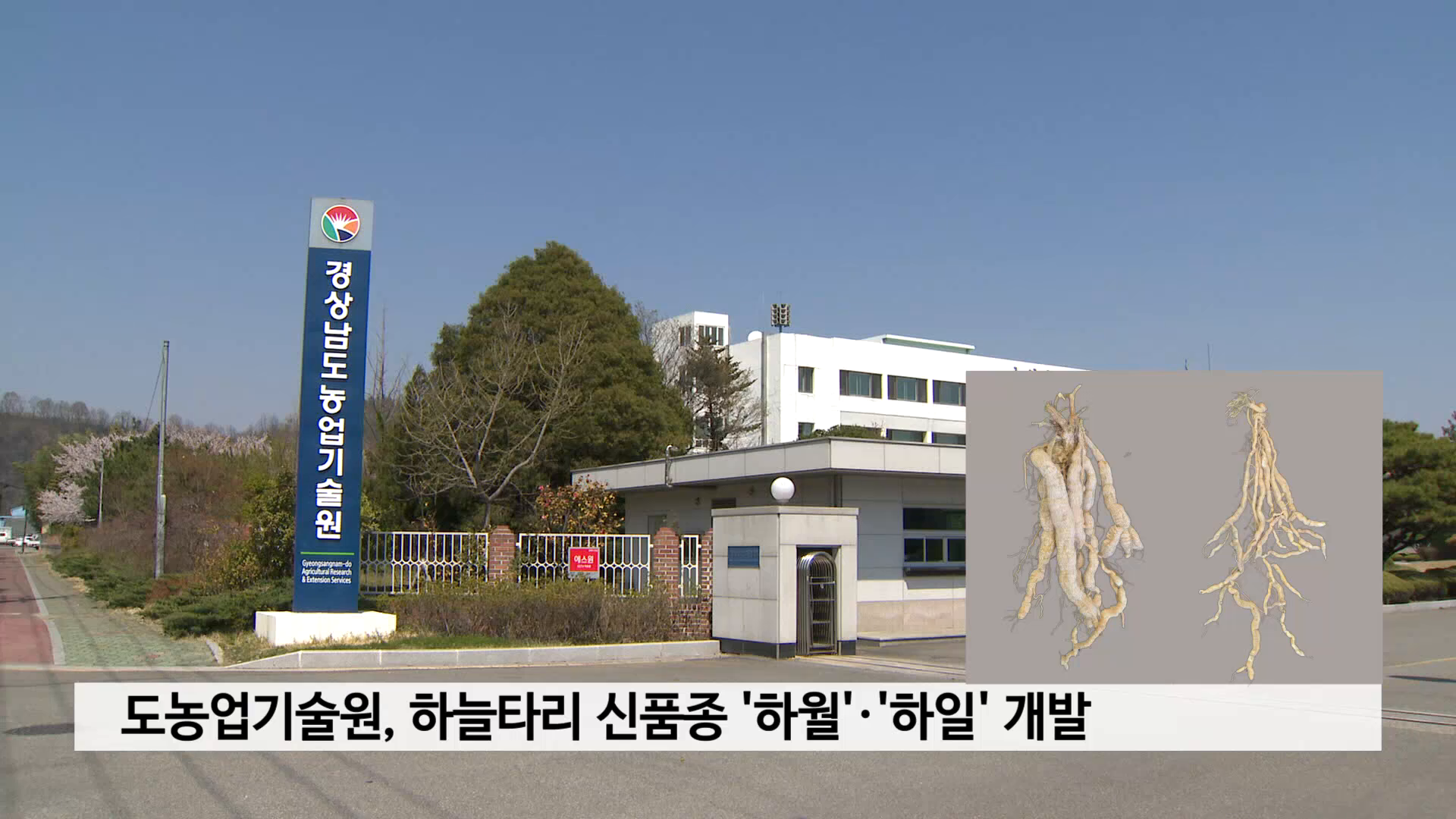 도농업기술원, 하늘타리 신품종 '하월'·'하일' 개발 사진