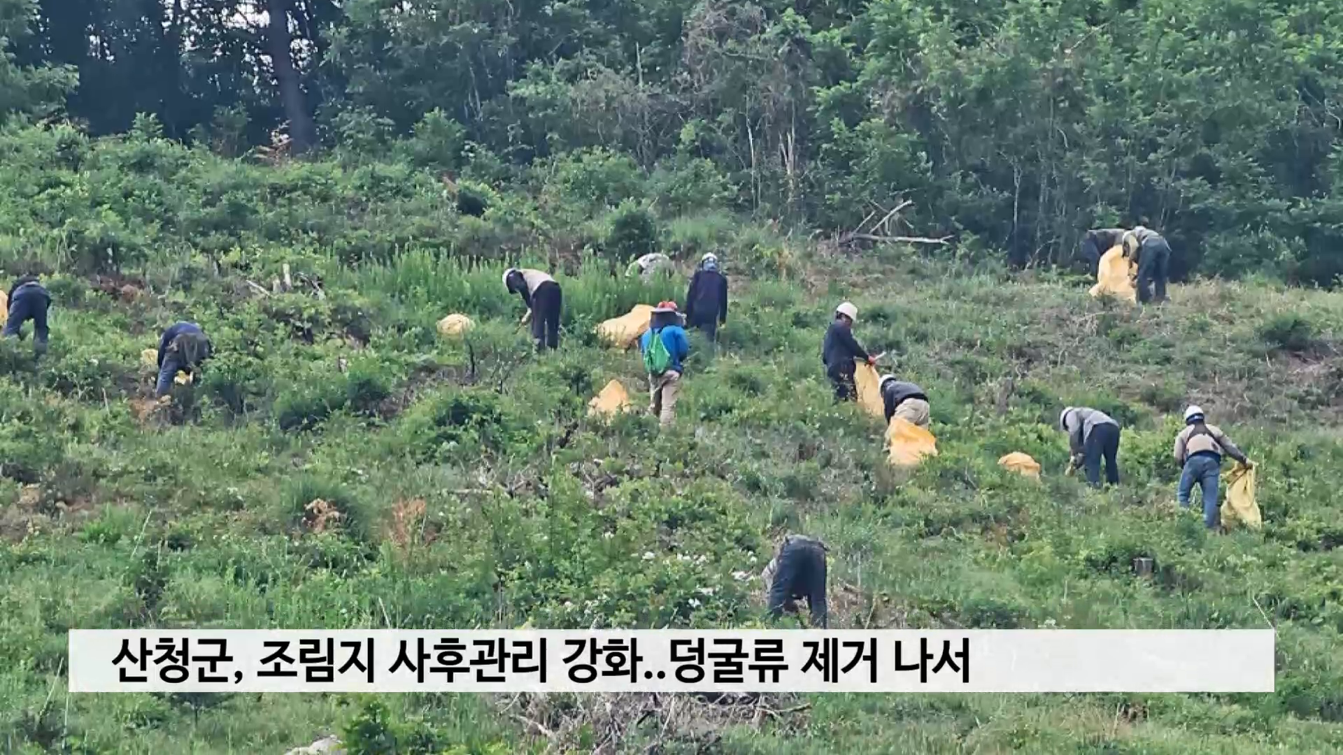 산청군, 조림지 사후관리 강화..덩굴류 제거 나서 사진