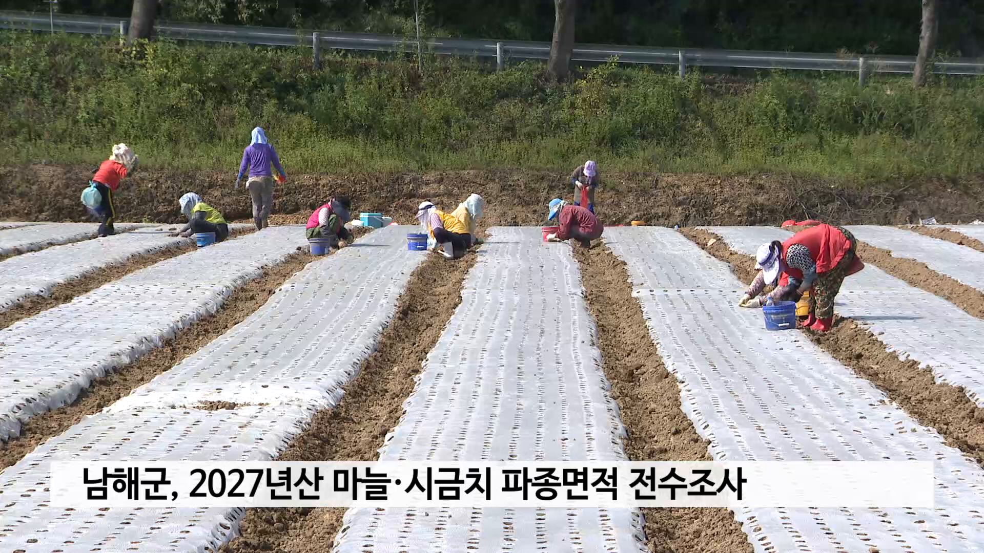 남해군, 2027년산 마늘·시금치 파종면적 전수조사 사진