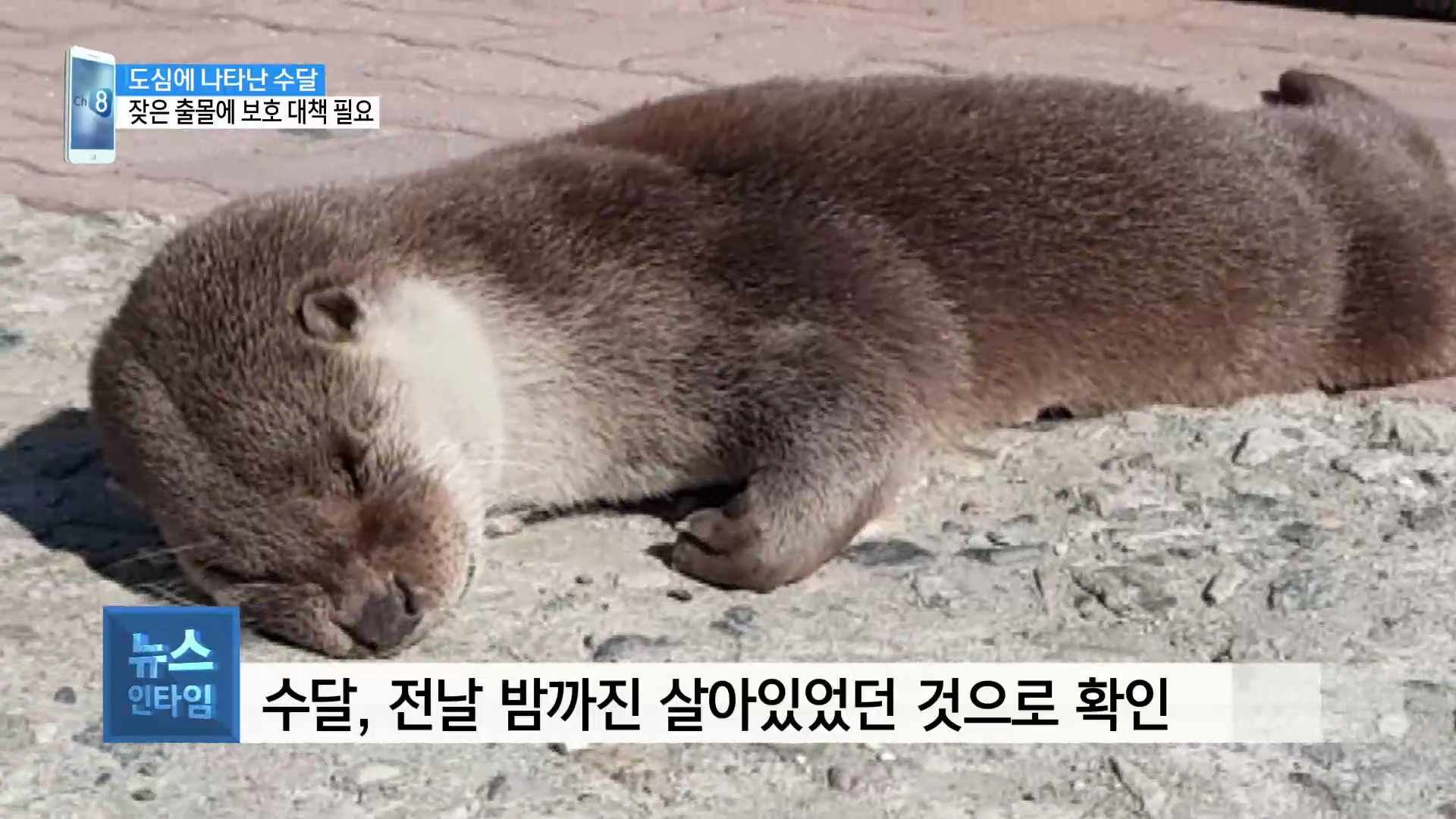 (스마트폰R) 도심 한가운데서 발견된 수달의 안타까운 죽음 사진