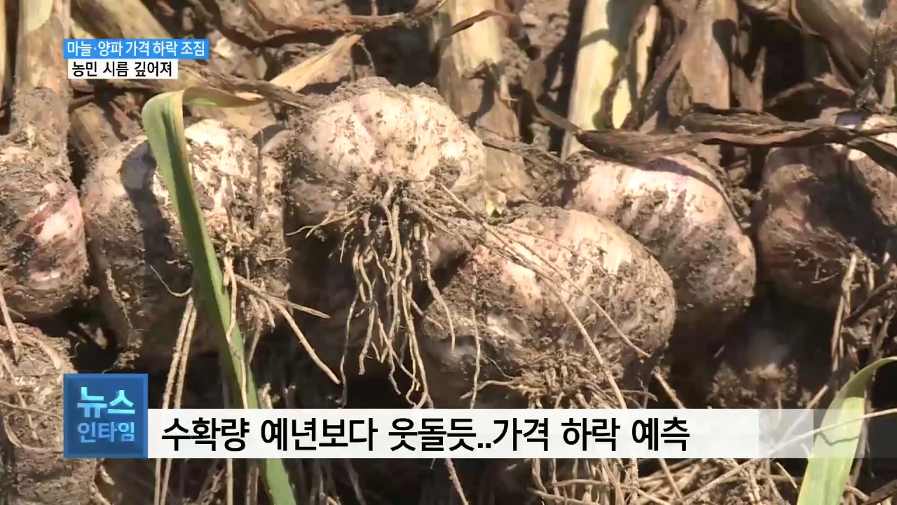 (R) 마늘·양파 농사 대풍..가격하락에 농민 시름 사진