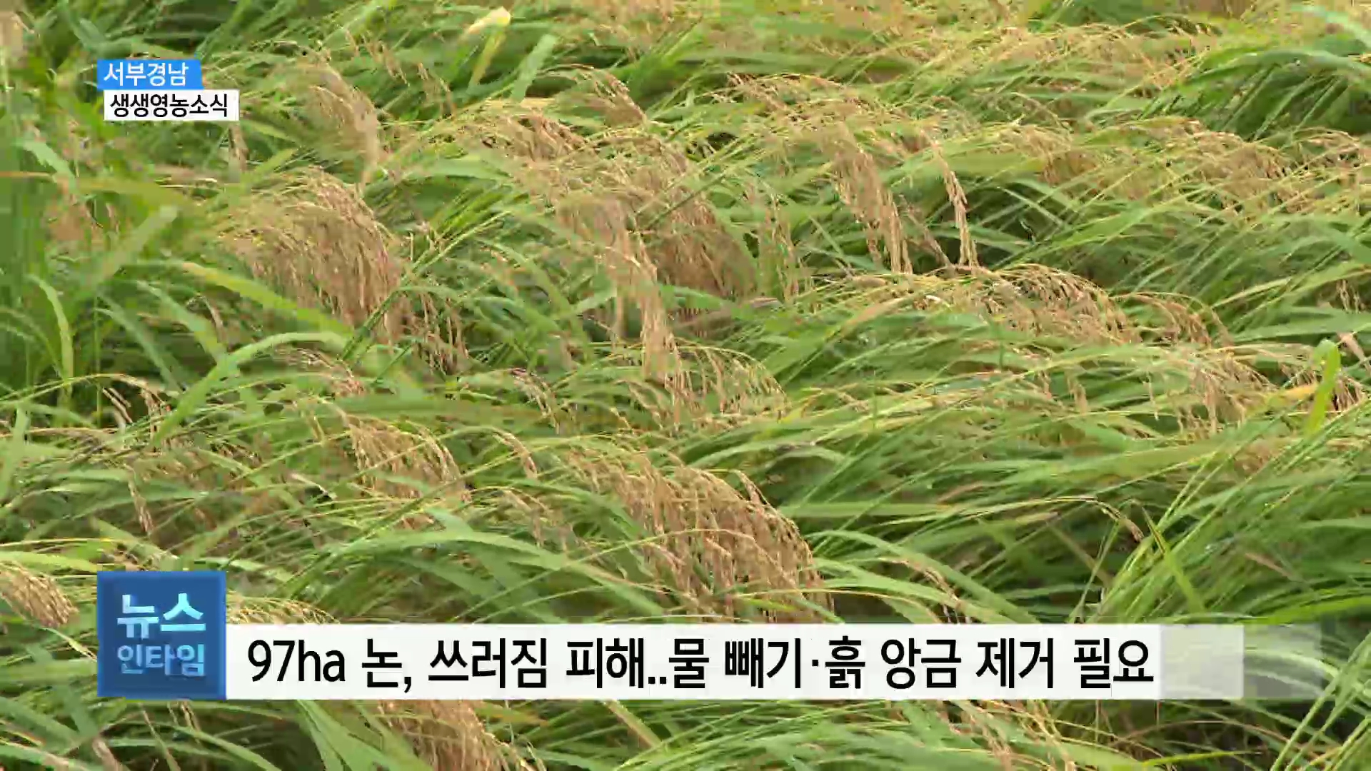 (섹션R) 생생영농소식 - 태풍 휩쓴 논밭, 복구 서둘러야 사진