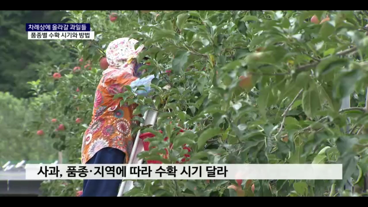 (영농R) 성큼 다가온 추석..품종별 과수 수확 시기와 방법 사진