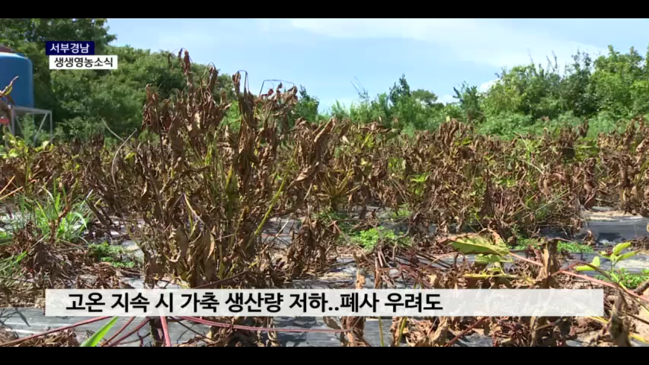 (섹션R) 생생영농소식 - 찜통더위 지속..축사 관리 비상 사진