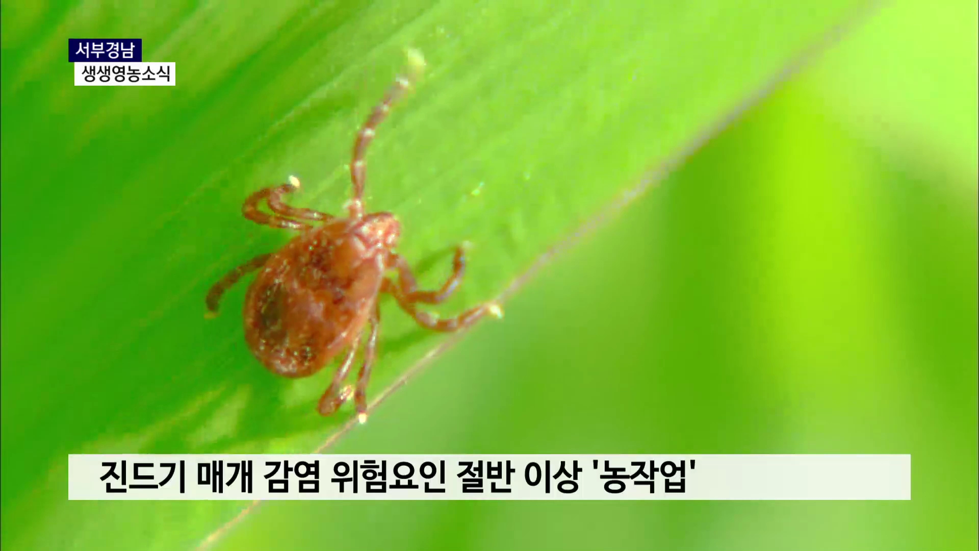 (섹션R) 생생영농소식 - 가을 수확철 진드기 매개 감염병 '주의보' 사진