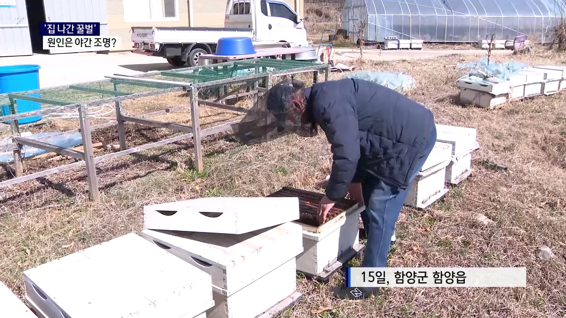 (R) '집 나간 꿀벌' 원인은 야간 조명 사진