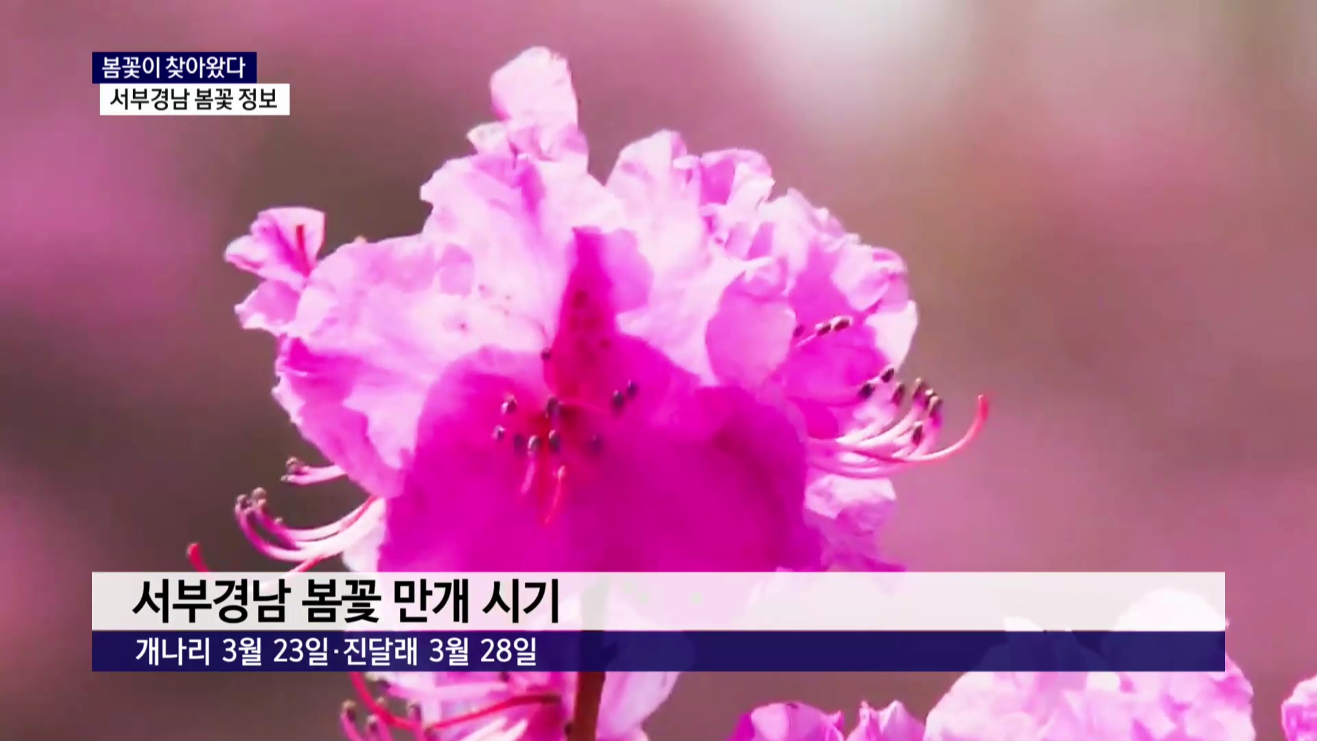 (R) 봄꽃이 찾아왔다..봄꽃별 개화시기와 축제는 사진