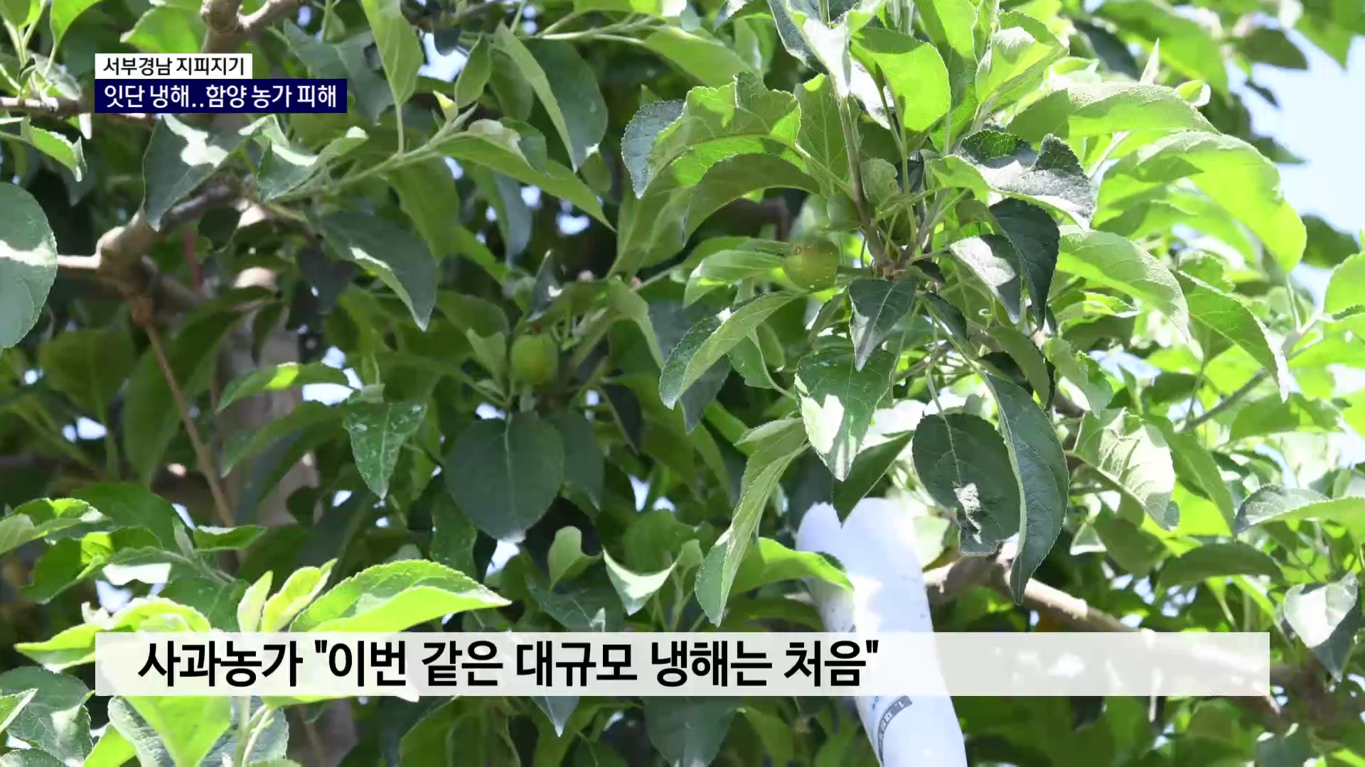 (섹션R) 서부경남 지피지기 - 함양(6월 1일) 사진