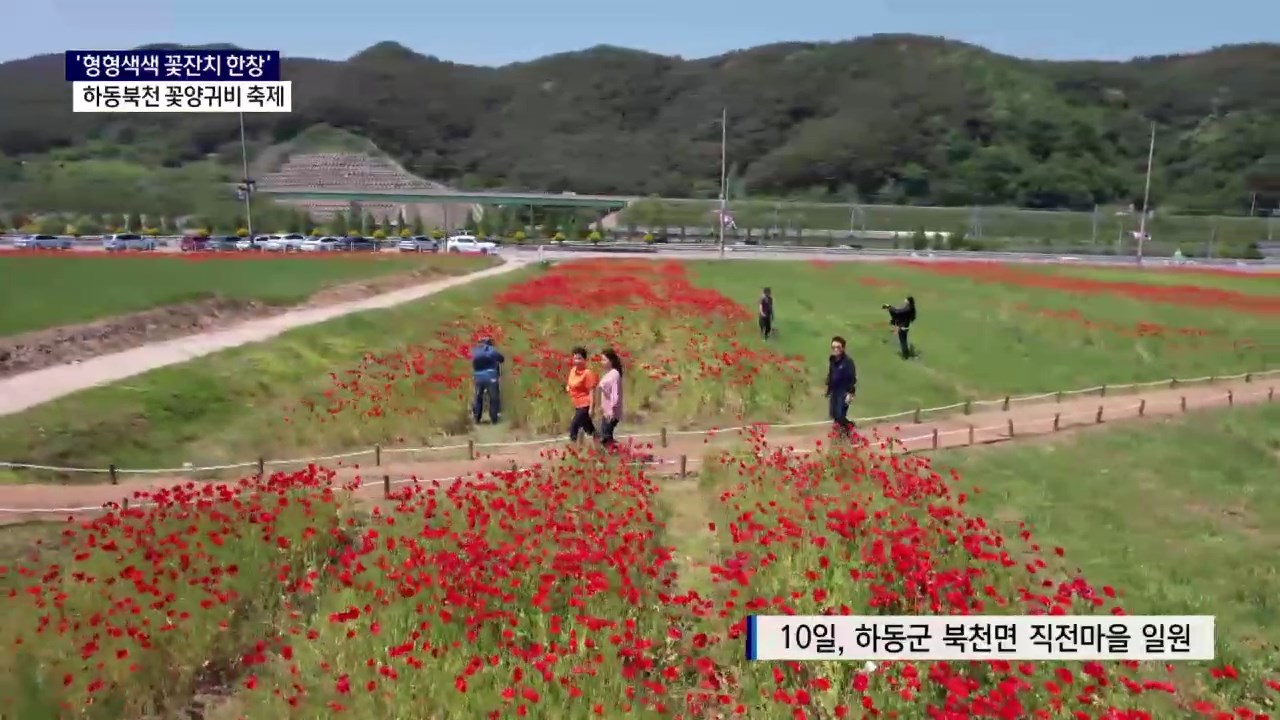 (R) '형형색색 꽃잔치 한창' 하동북천 꽃양귀비 축제 사진