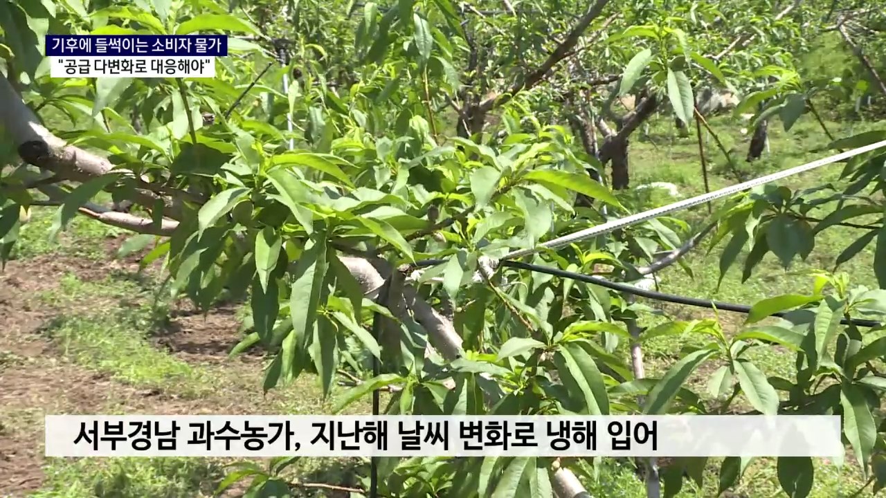 (15일용 R) 기후에 흔들리는 농산물 물가..대책은 사진