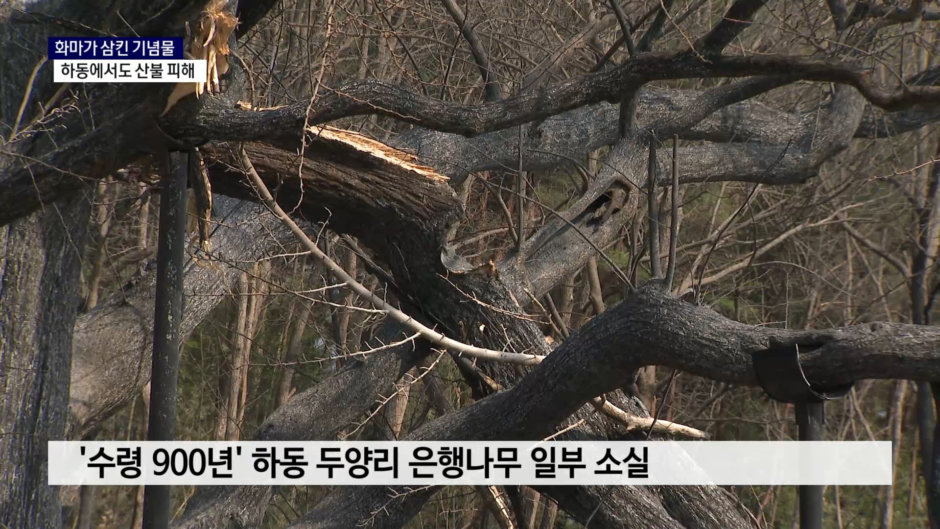 (R) 화마가 삼킨 기념물..하동에서도 산불 피해 잇따라 사진