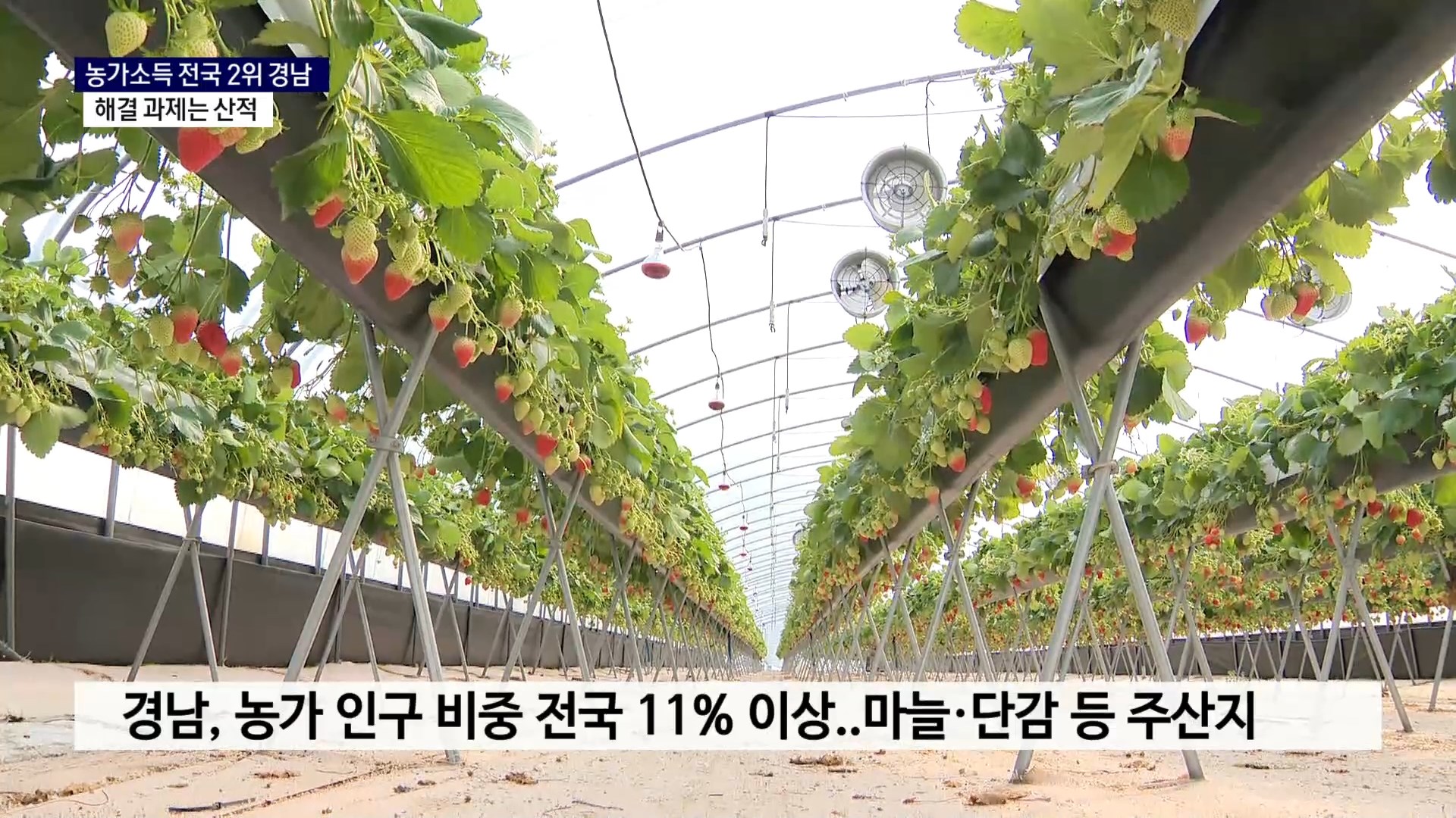 (R) 농가소득 전국 2위 경남..해결 과제는 산적 사진