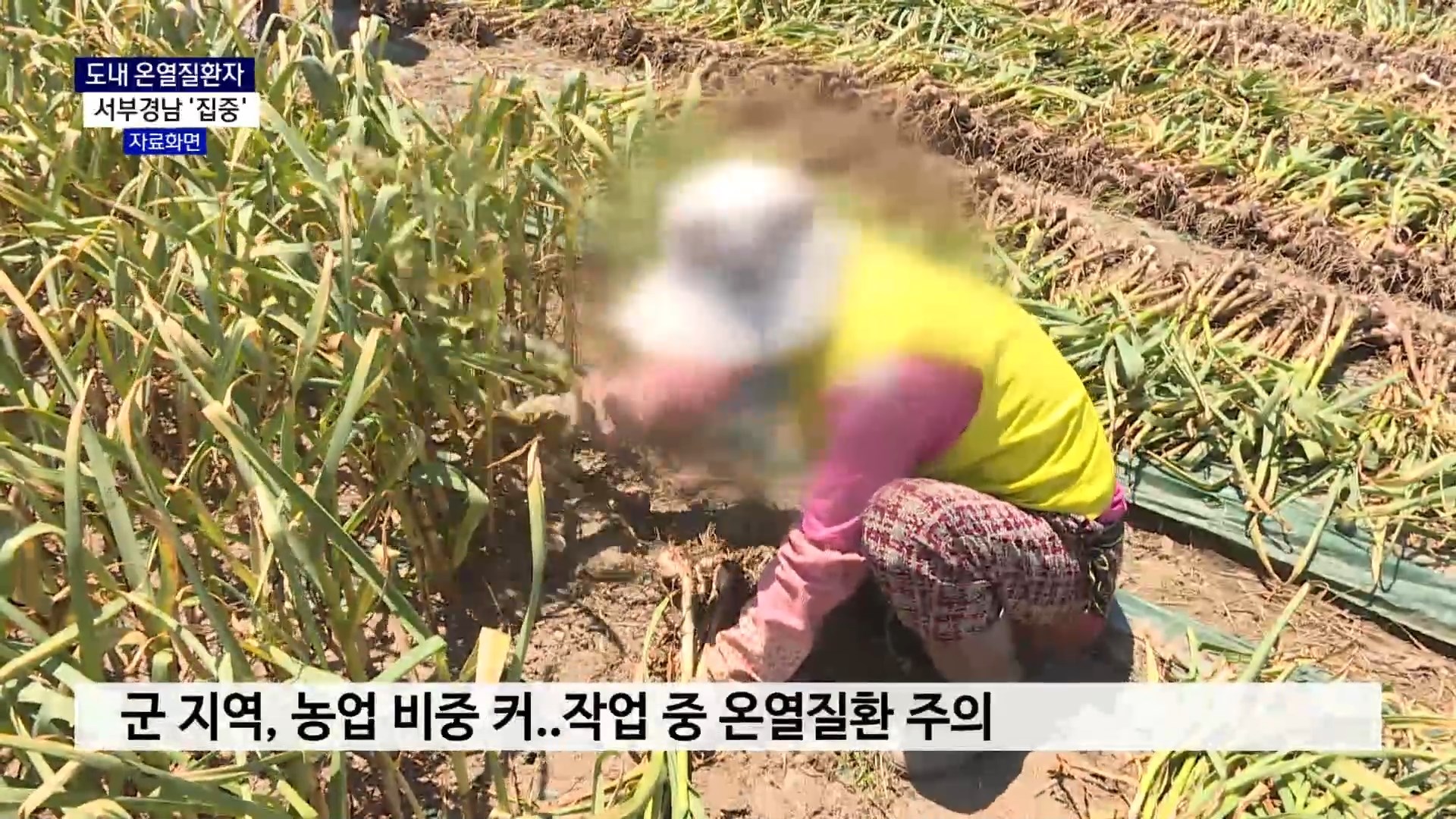 (R) 도내 온열질환자 서부경남 집중..농작업시 건강 관리 '필수' 사진
