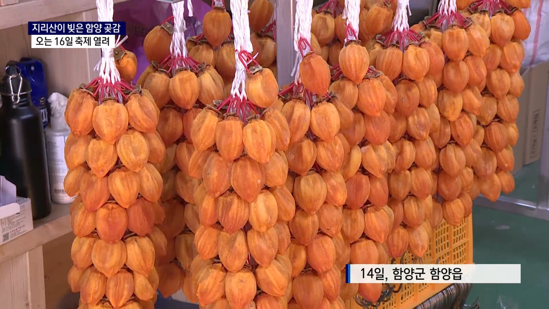 (R) 지리산이 빚어 달달한 함양 곶감..축제도 열려 사진