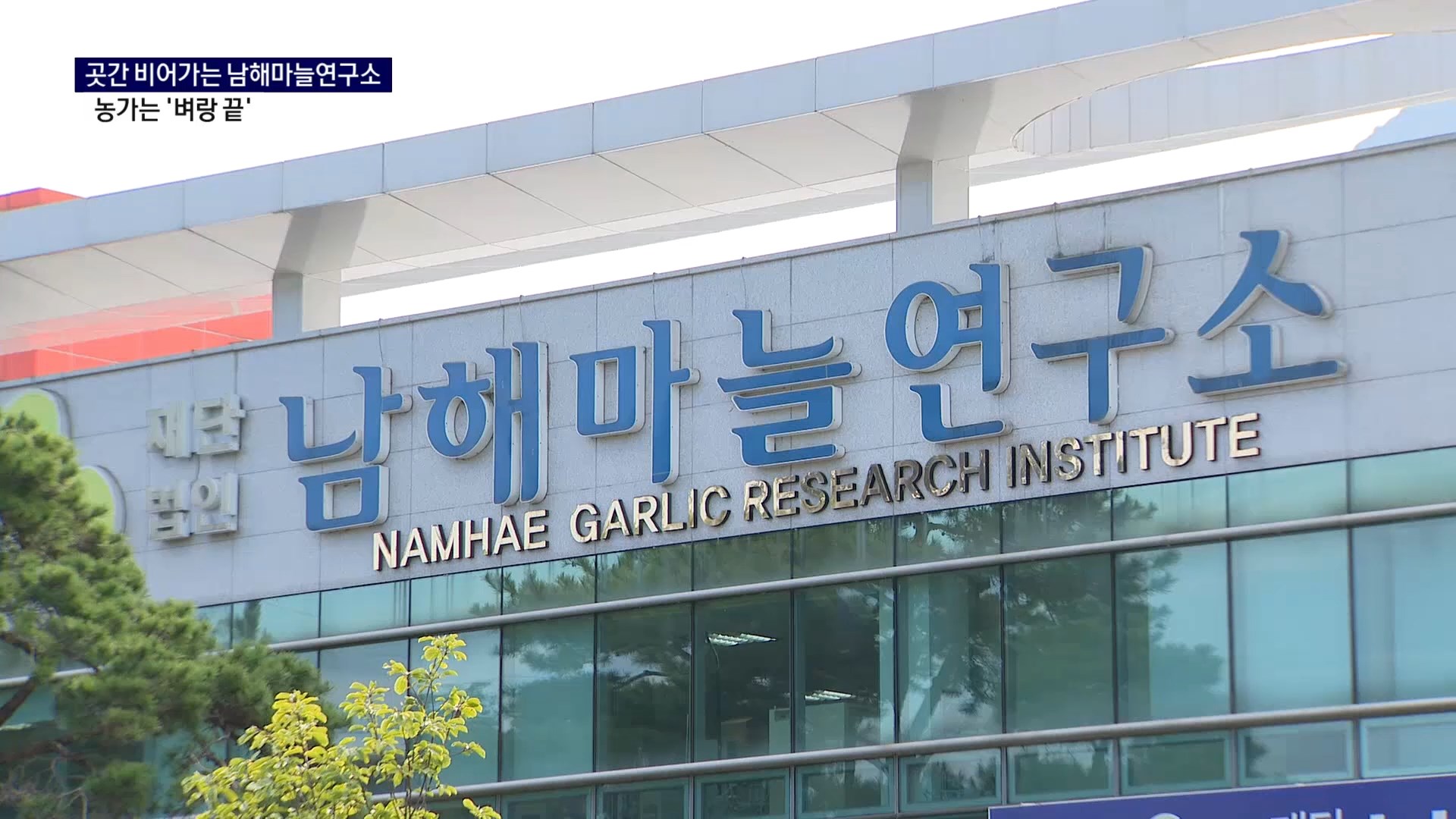 (R) 곳간 비어가는 남해마늘연구소..농가는 '벼랑 끝' 사진