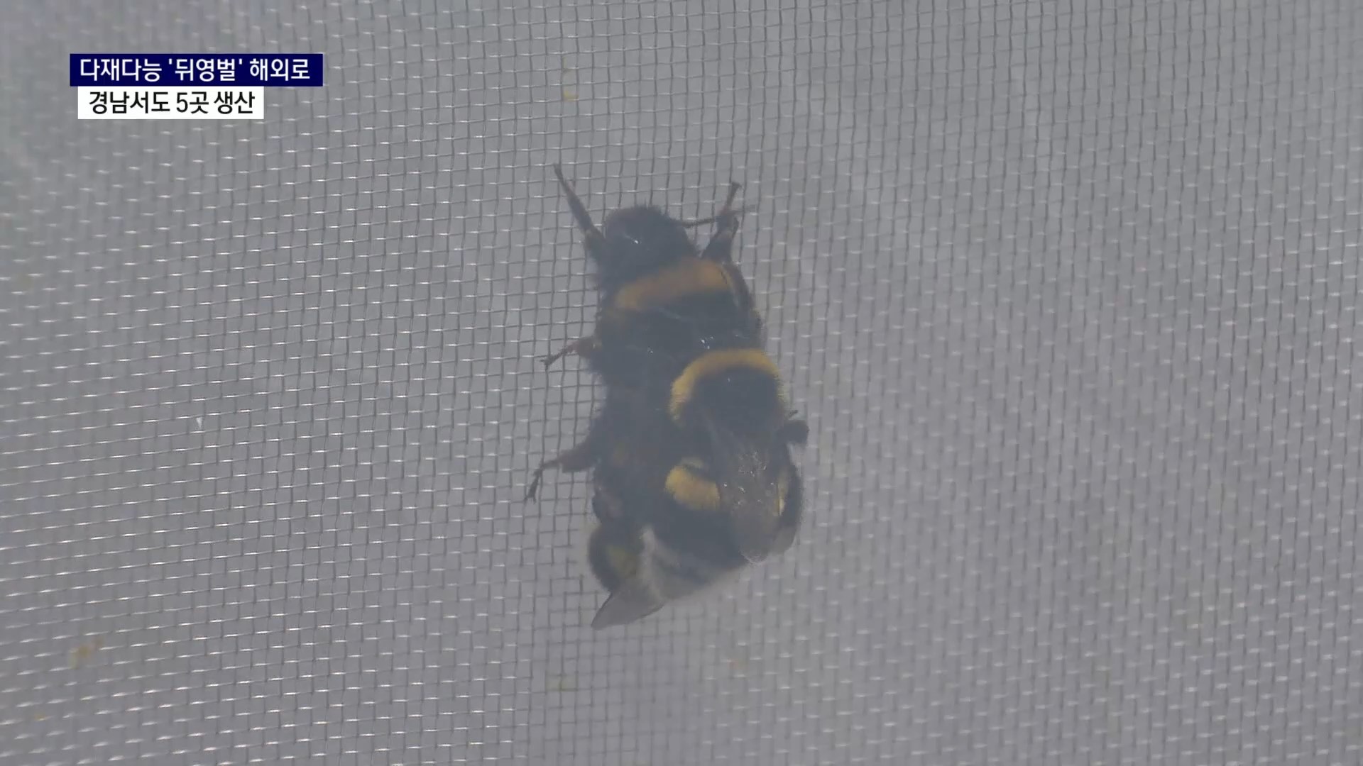 (R) 사라지는 꿀벌, 떠오르는 뒤영벌..경남의 새로운 먹거리 될까 사진
