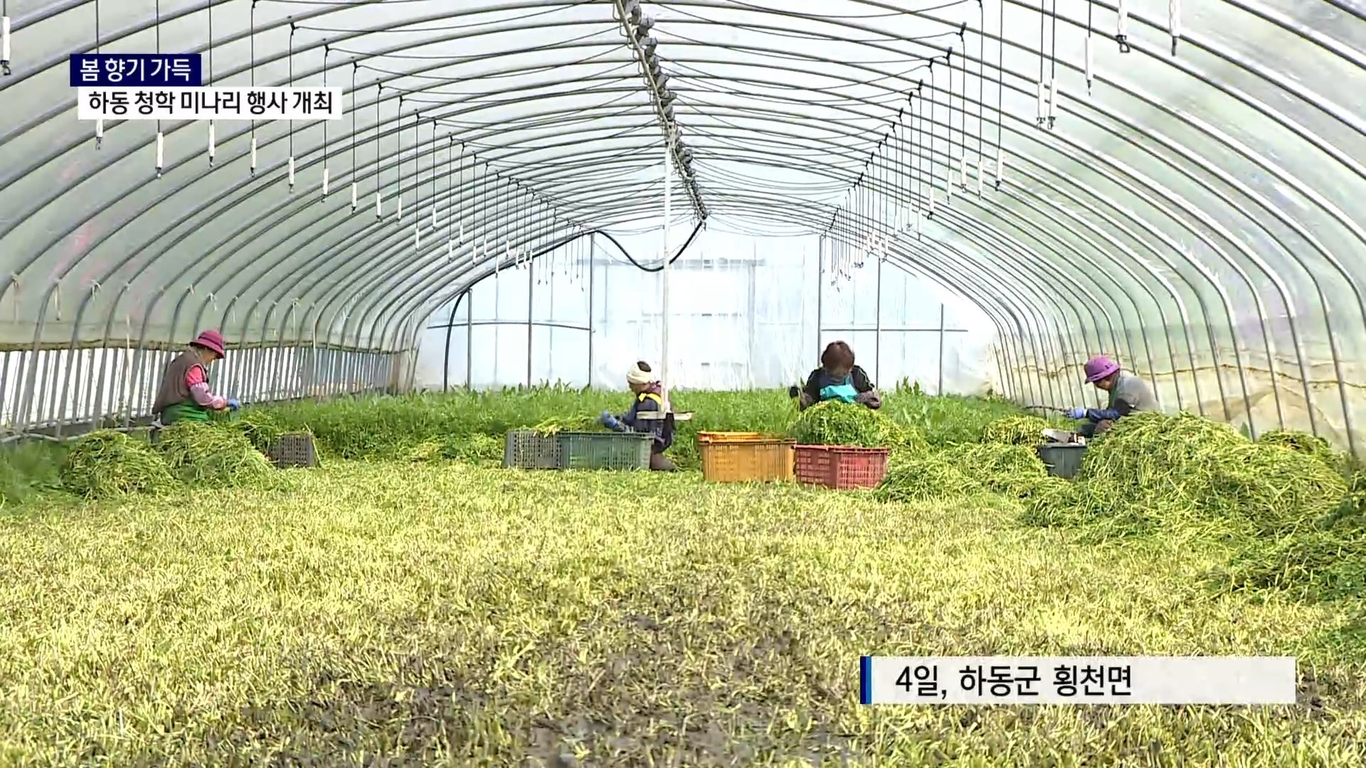 (R) 봄 향기 가득..하동 청학 미나리 행사 개최 사진