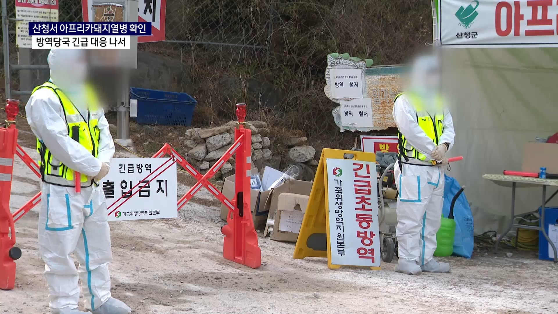 (R) 산청에서 아프리카돼지열병 발생..'치사율 100%' 사진