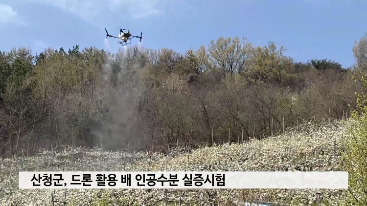 산청군, 드론 활용 배 인공수분 실증시험 실시 사진
