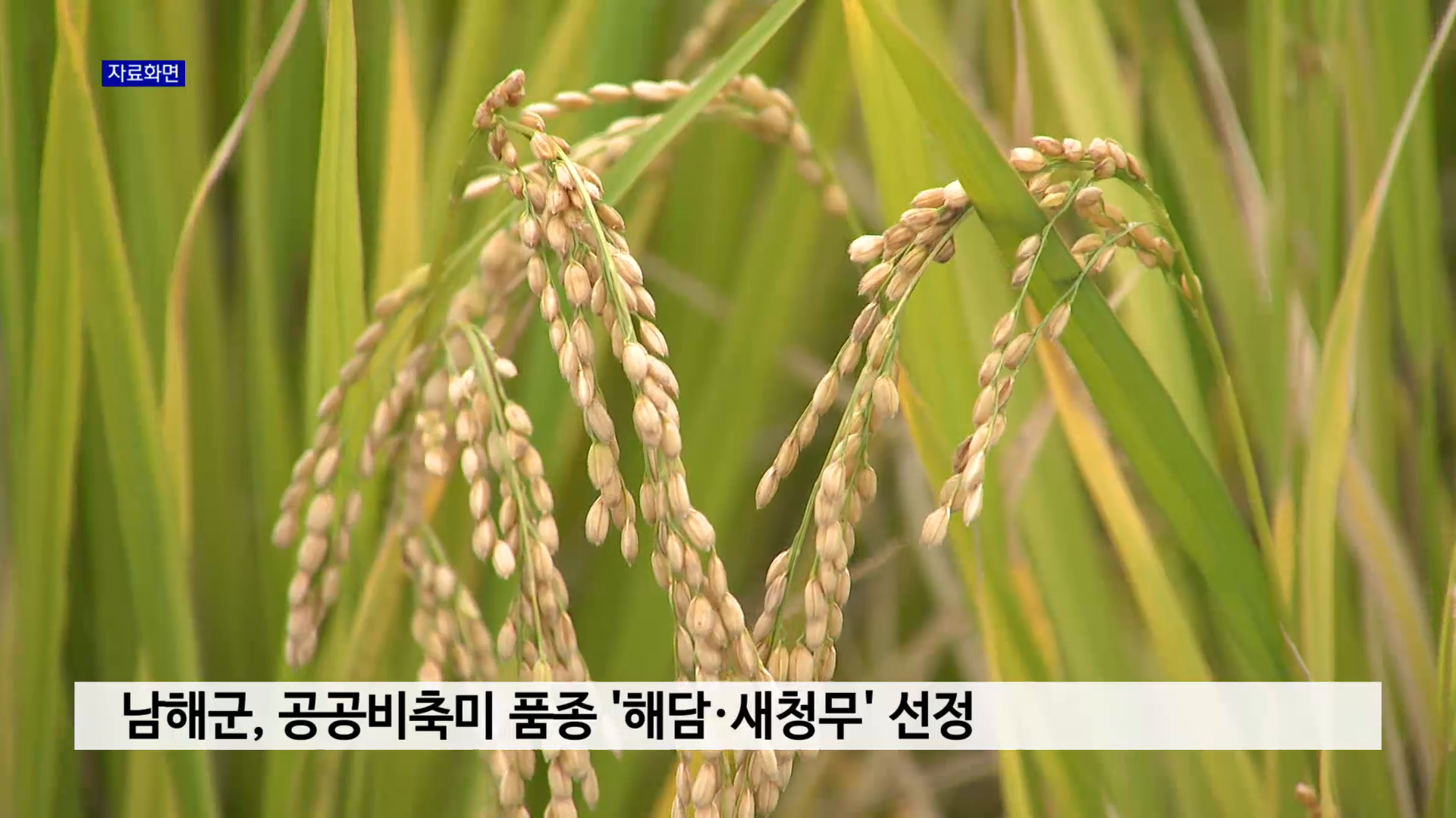 남해군, 공공비축미 품종 ‘해담·새청무’ 선정 사진