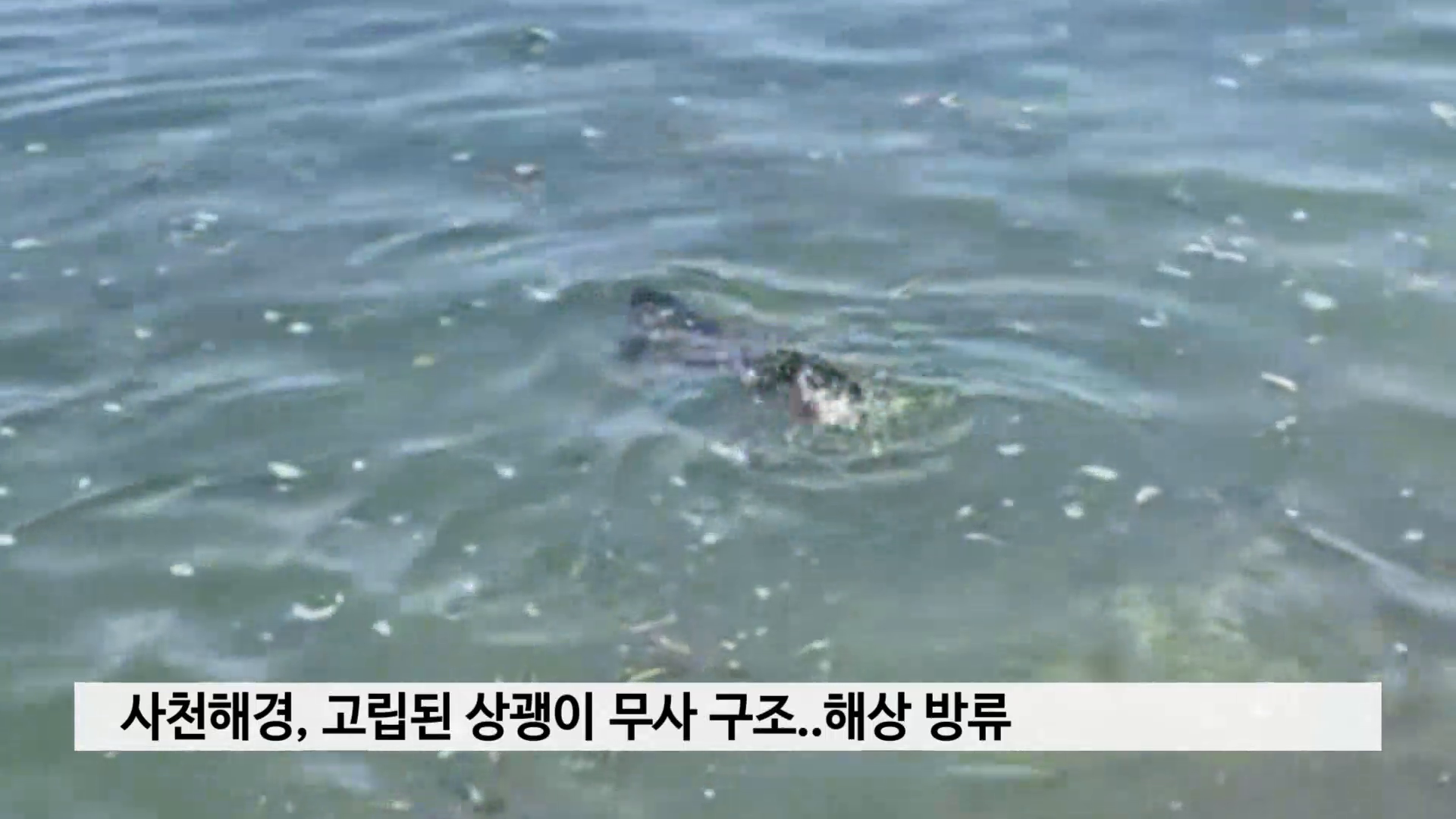 사천해경, 고립된 상괭이 무사 구조..해상 방류 사진