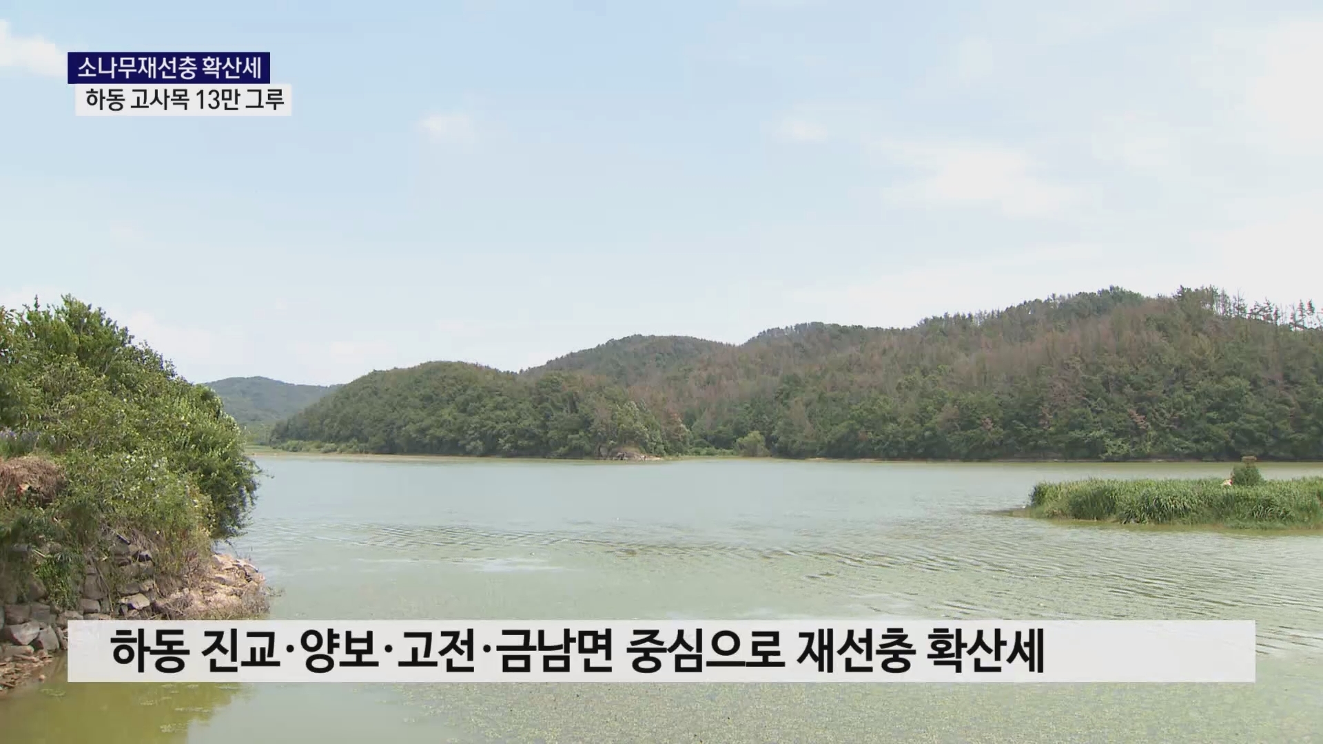 (R) 소나무재선충, 하동 고사목 13만 그루 '급증' 사진