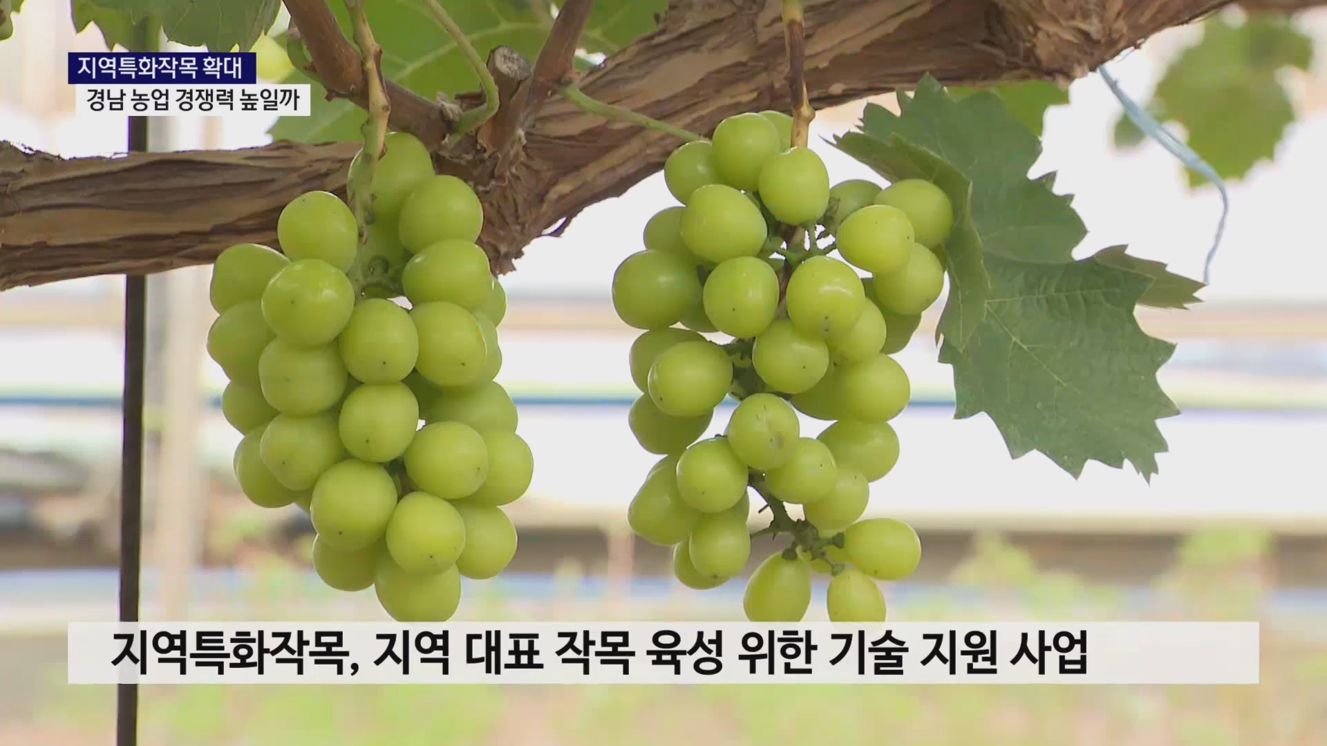 (R) 지역특화작목 확대..경남 농업 경쟁력 높일까 사진