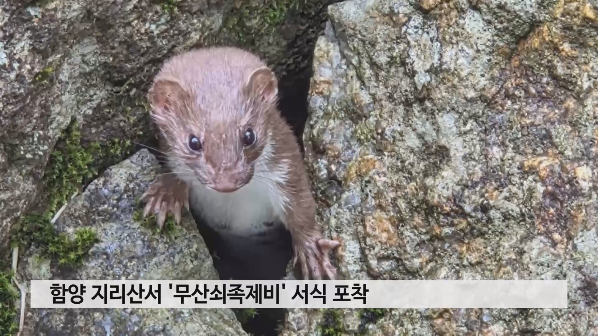 함양 지리산서 '무산쇠족제비' 서식 포착 사진