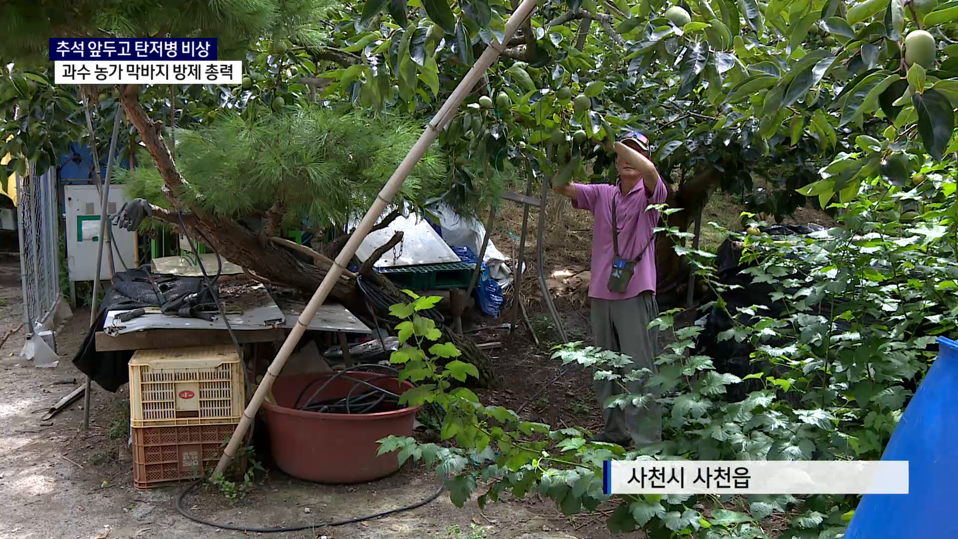 (R) 일소에 탄저병까지..시름 깊은 단감 농가 사진