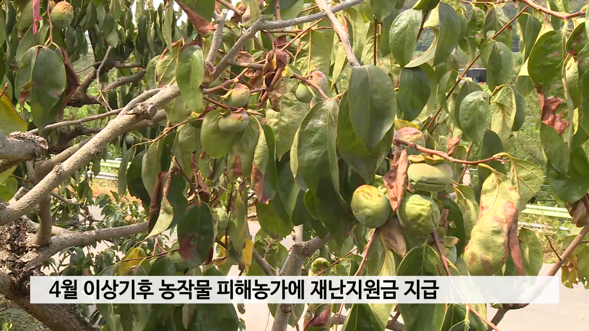 4월 이상기후 농작물 피해농가에 재난지원금 지급 사진
