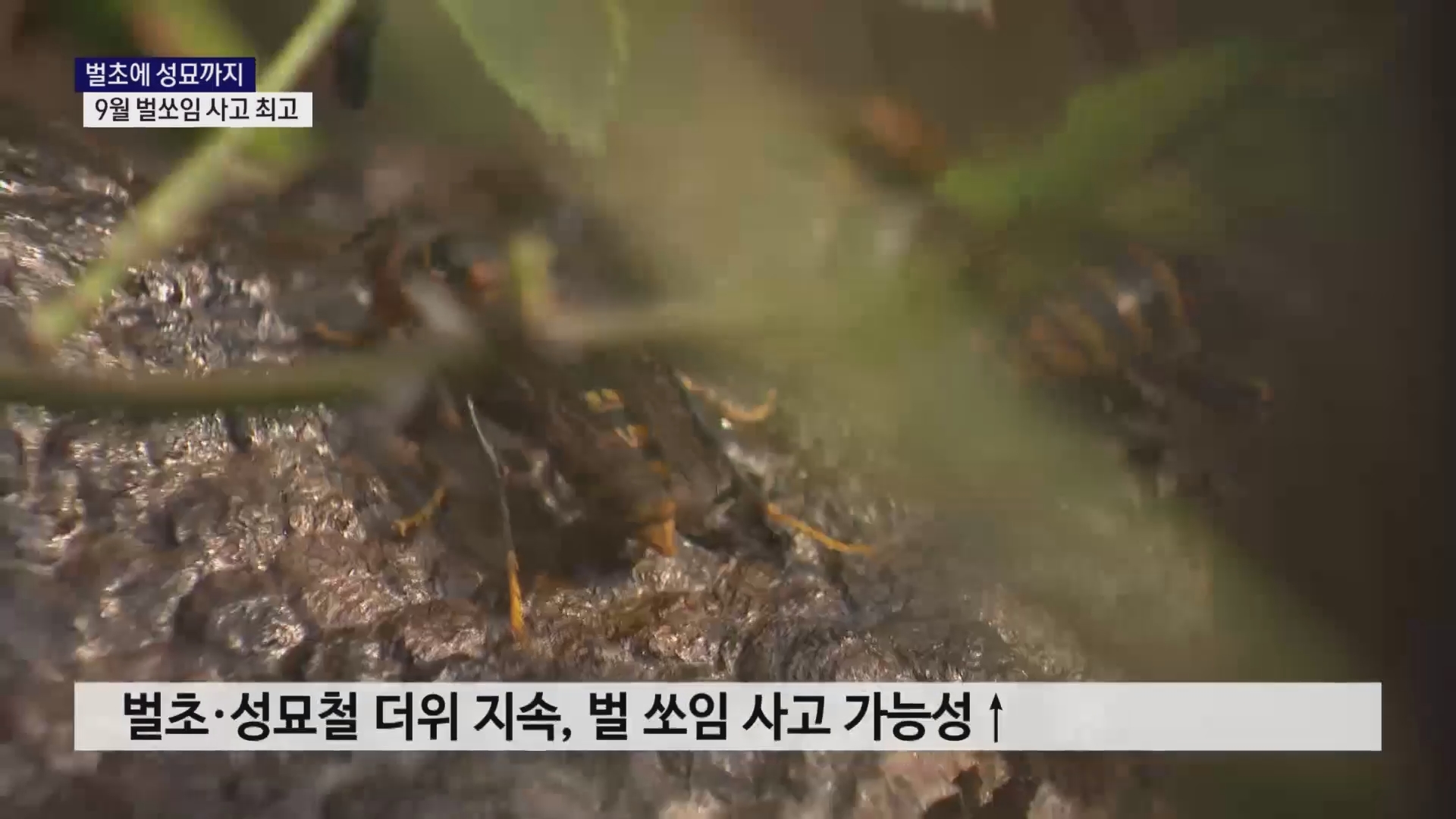 (R) 벌초에 성묘까지..9월 벌쏘임 사고 최고 사진