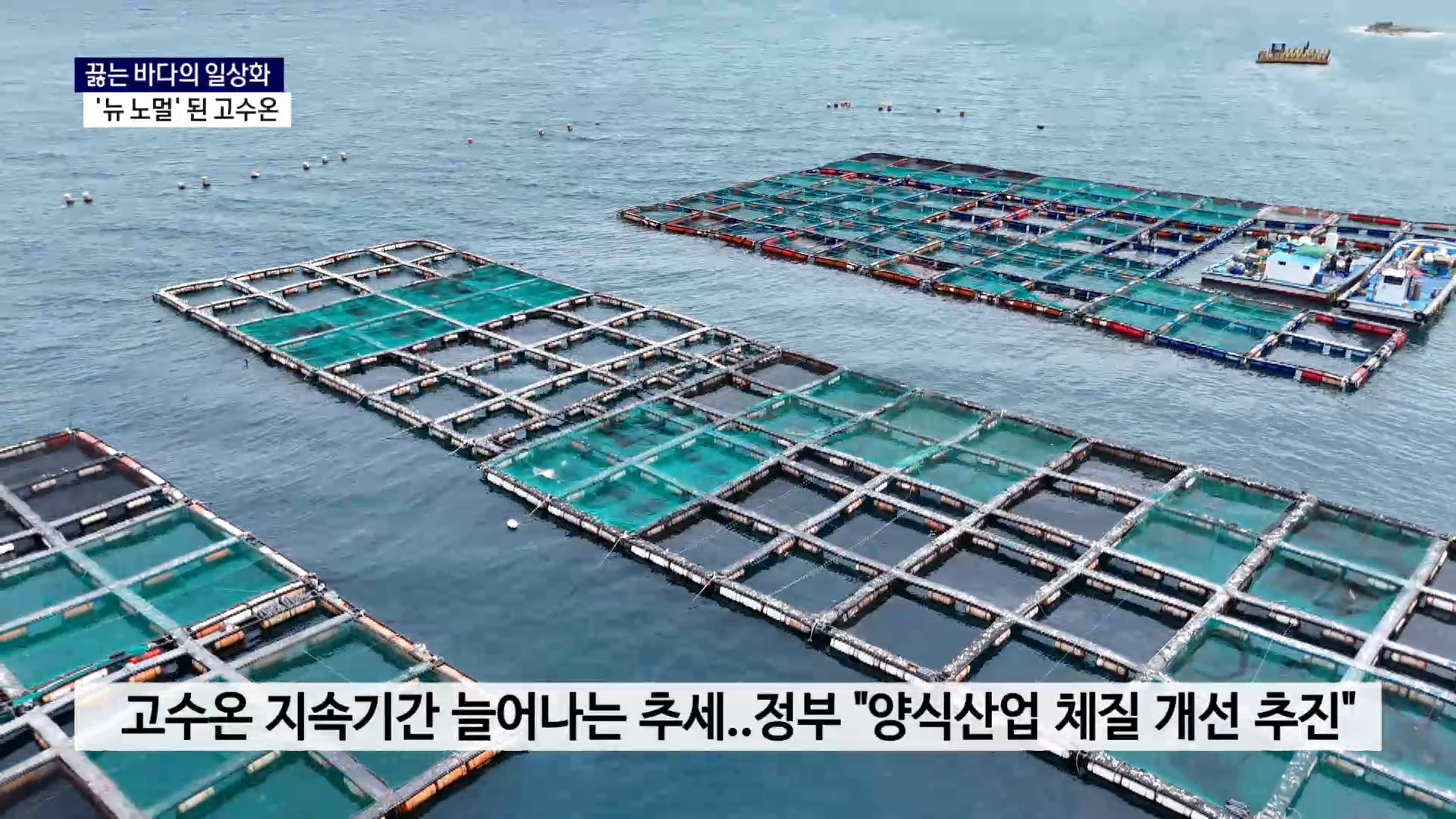 (R) 끓는 바다의 일상화..'뉴 노멀' 된 고수온 사진