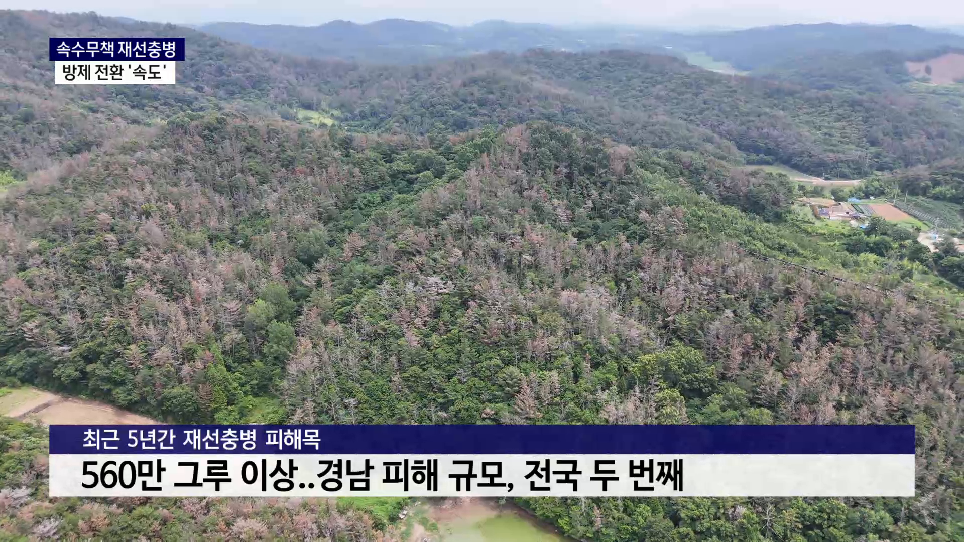 (R) 속수무책 재선충병..방제 전환 '속도' 사진
