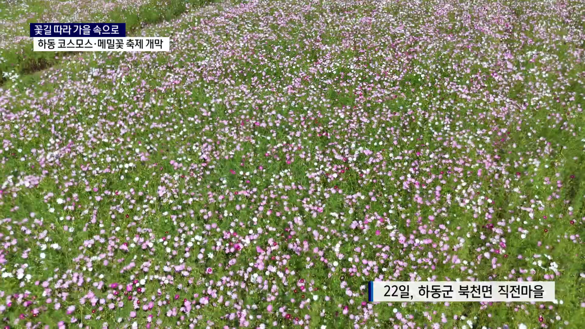 (R) 꽃길 따라 가을 속으로..하동 코스모스·메밀꽃 축제 개막 사진